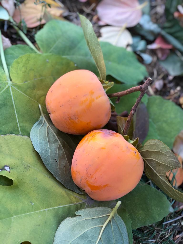 Cennet Hurması (Koca yemiş)